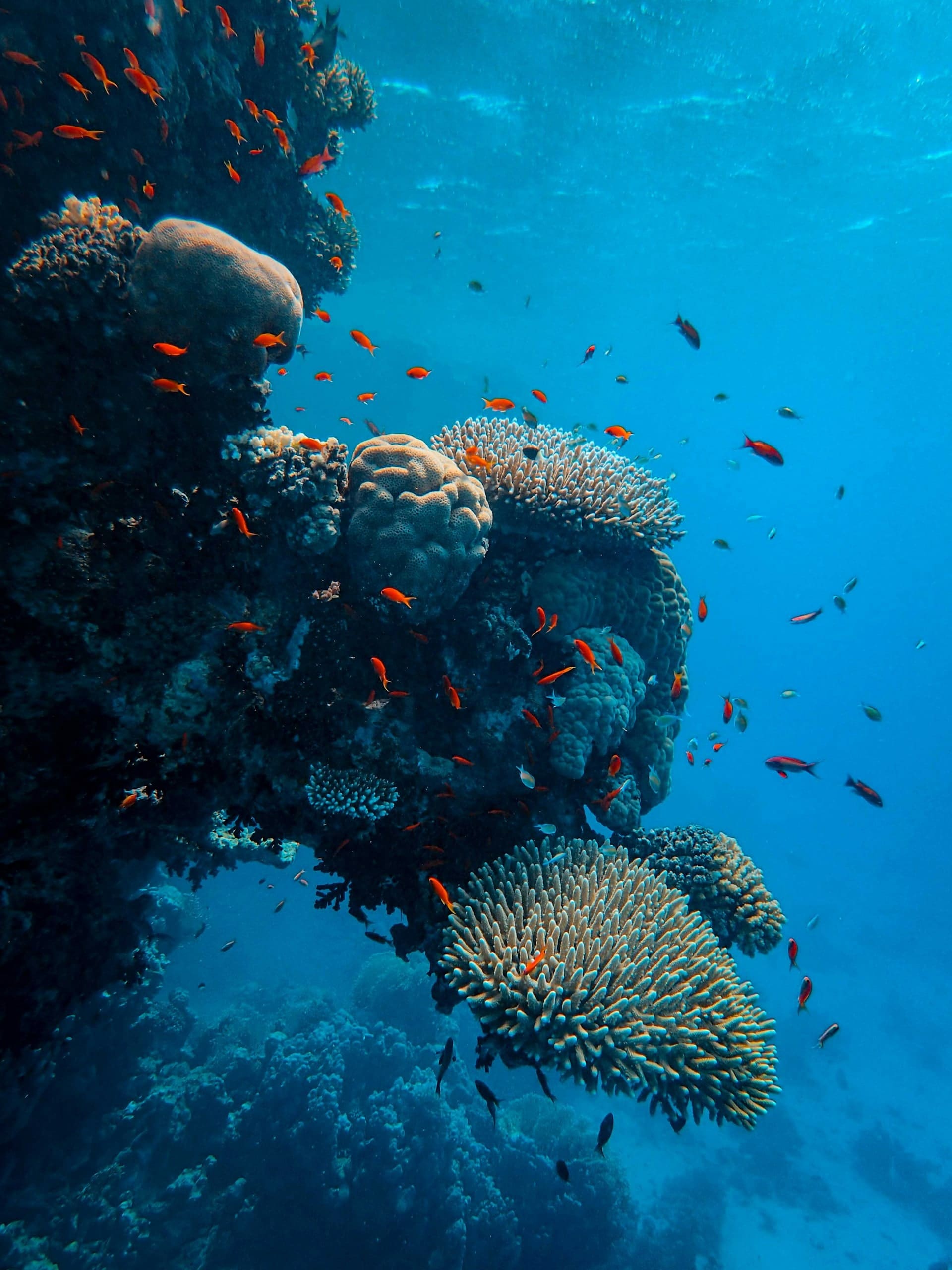 Colorful coral reef