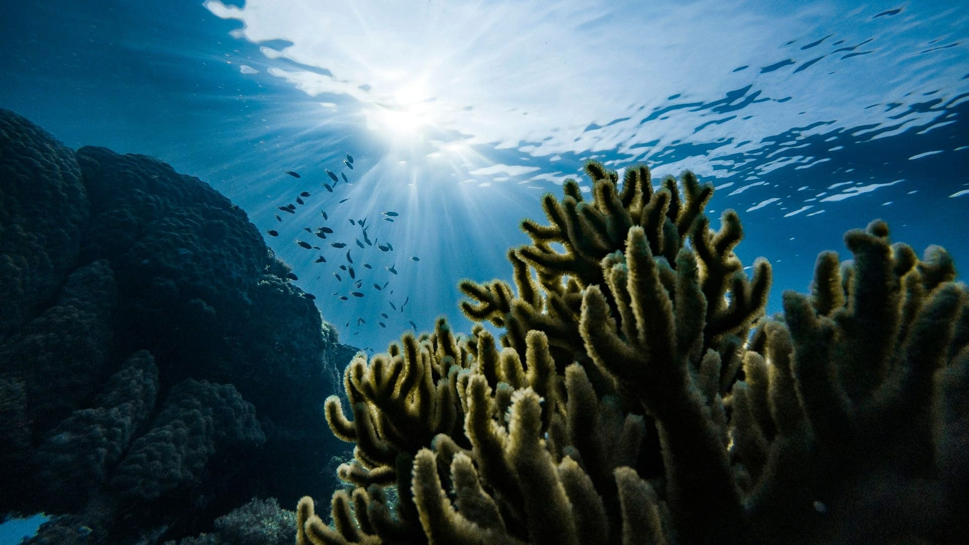 Rescue Diver