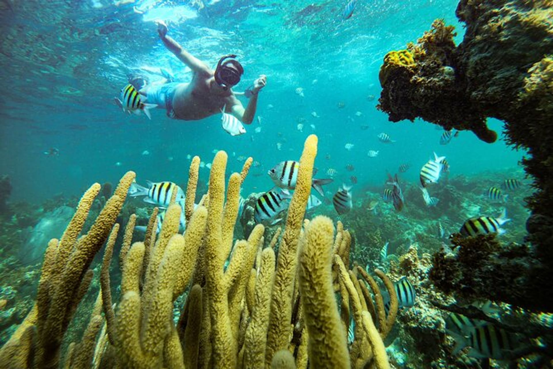 Reef Snorkeling & Dive Combo